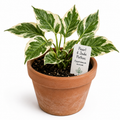 STARTER PLANT PEARL & JADE POTHOS
