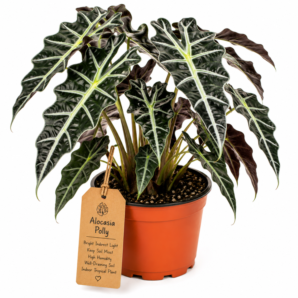 STARTER PLANT ALOCACIA POLLY