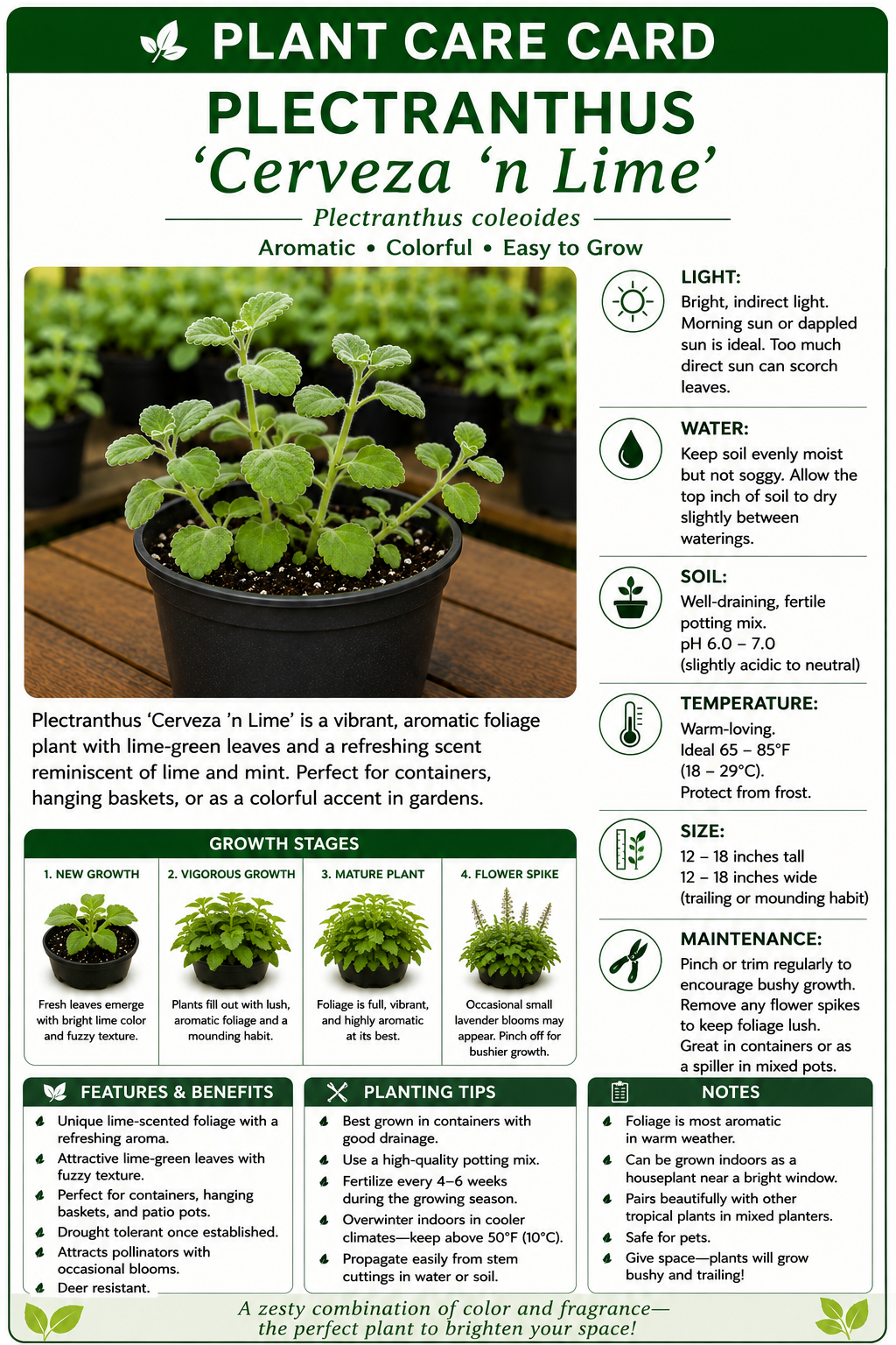 STARTER PLECTRANTHUS 'CERVEZA 'N LIME'
