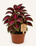 STARTER PLANT MULTICOLOR COLEUS