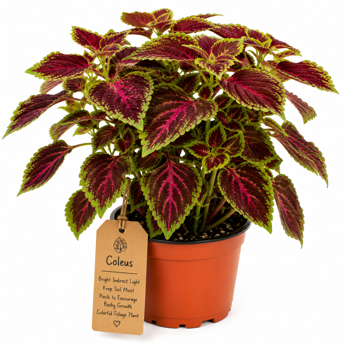 STARTER PLANT MULTICOLOR COLEUS