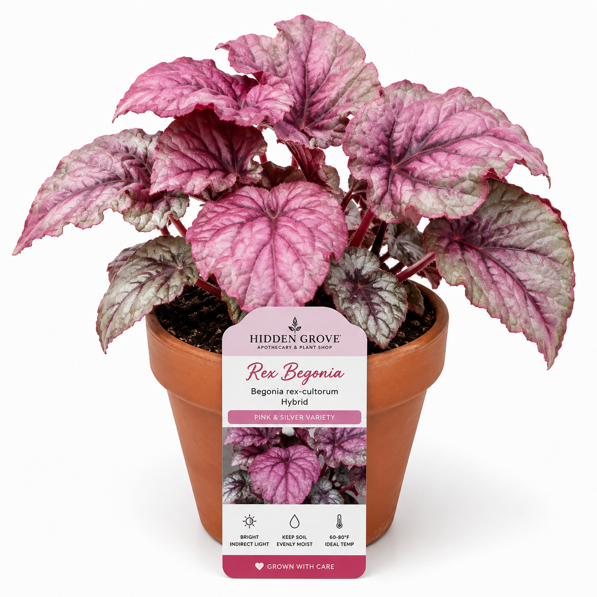 REX BOGONIA PURPLE