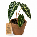 STARTER PLANT ALOCACIA POLLY