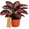 STARTER PLANT CALATHEA PICTURATA CRIMSON