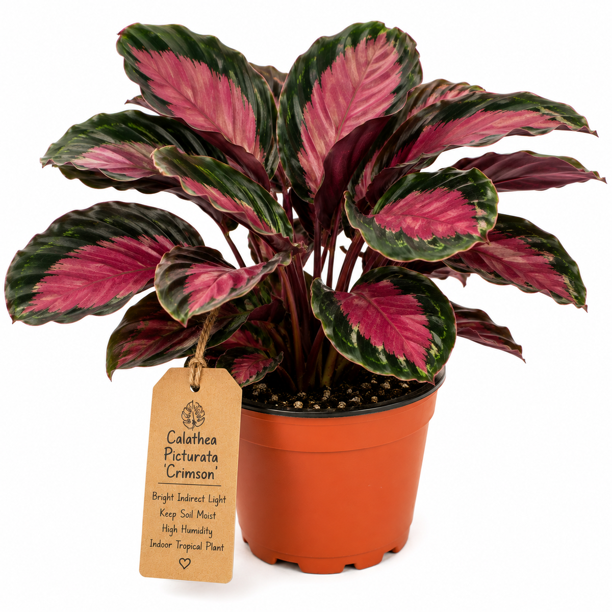 STARTER PLANT CALATHEA PICTURATA CRIMSON