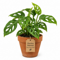STARTER PLANT MONSTERA ADANSONII