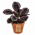 STARTER PLANT CALATHEA ROSEOPICTA DOTTIE