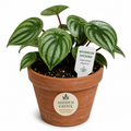 STARTER PLANT WATERMELON PEPEROMIA