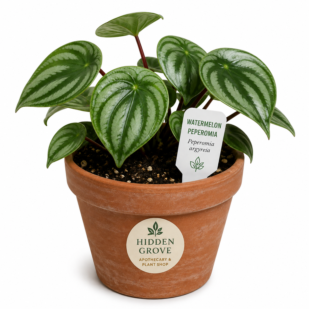 STARTER PLANT WATERMELON PEPEROMIA