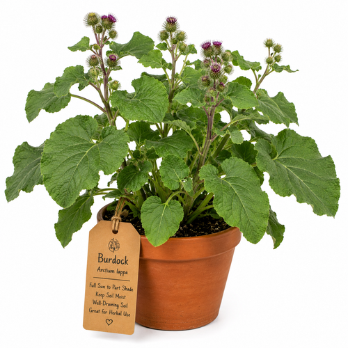 Burdock Plant