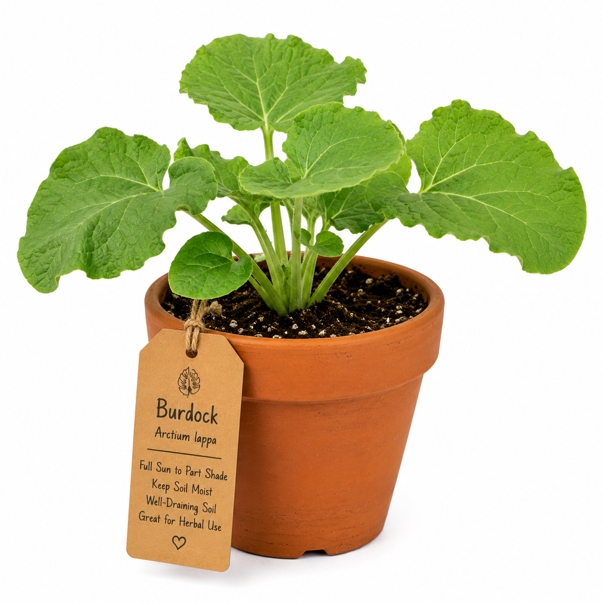 Burdock Plant