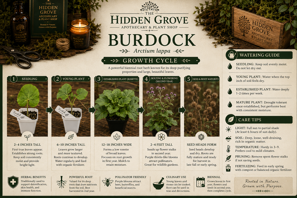 Burdock Plant