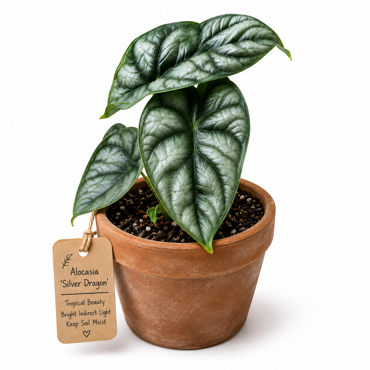 STARTER PLANT ALOCASIA SILVER DRAGON