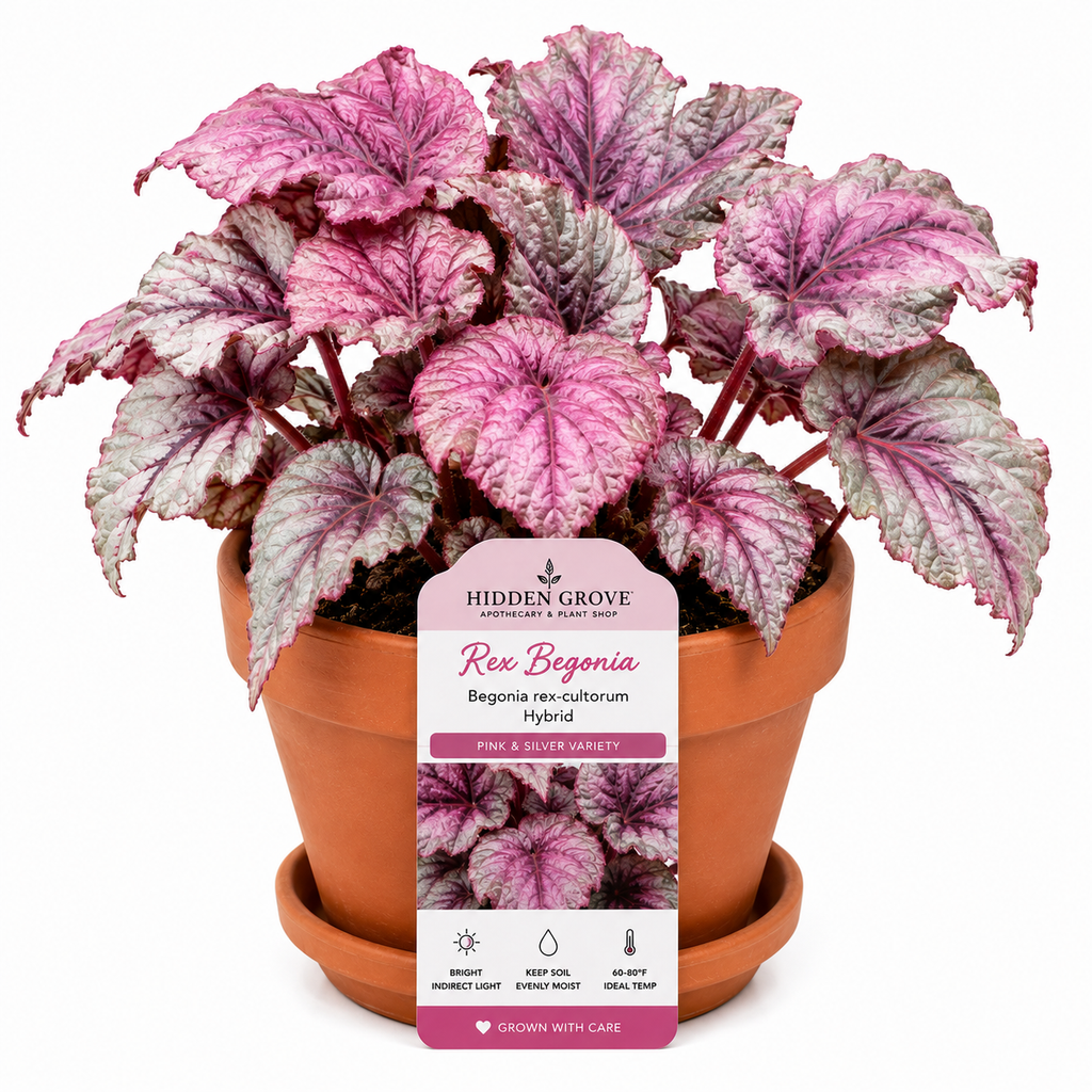 REX BOGONIA PURPLE