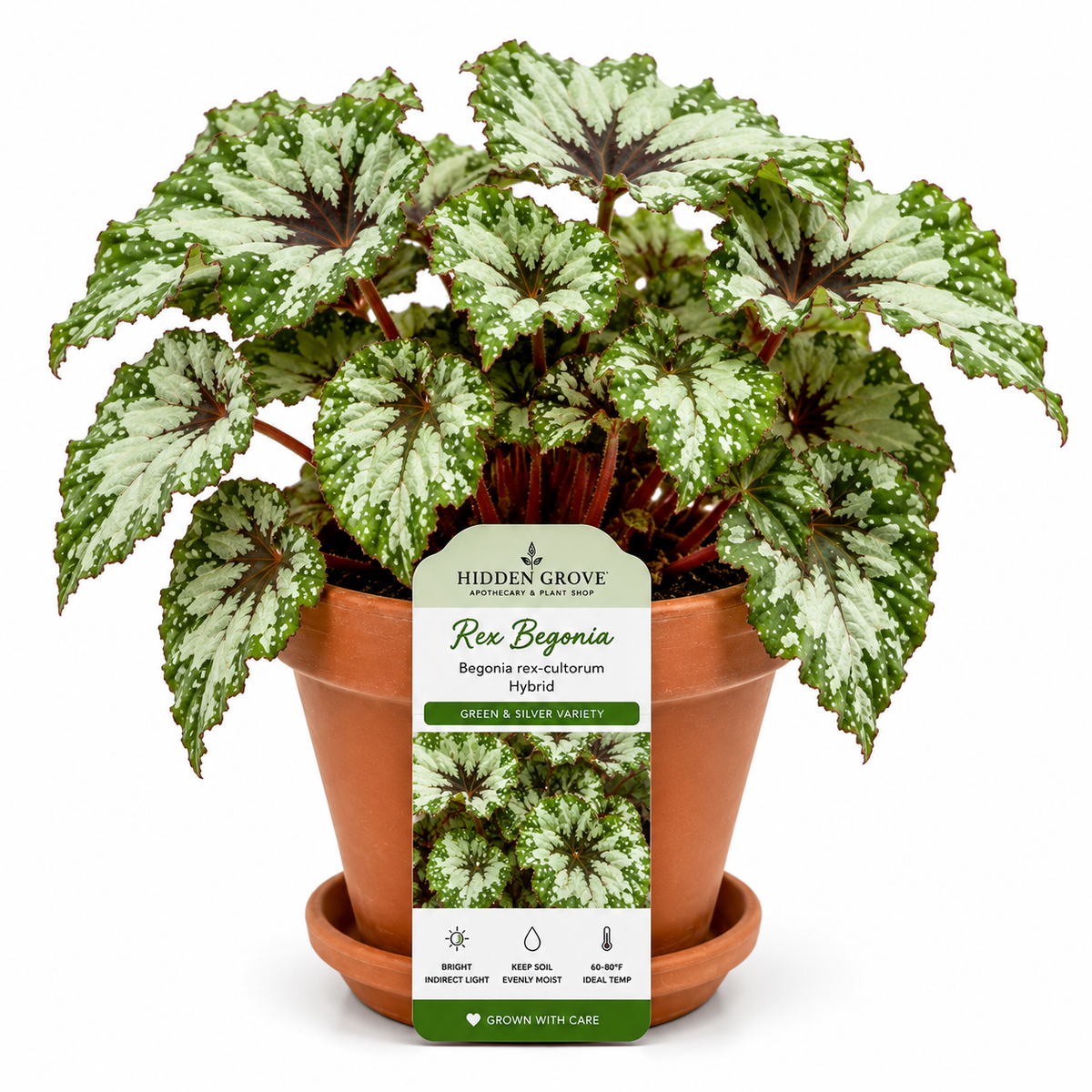 SILVER REX BEGONIA