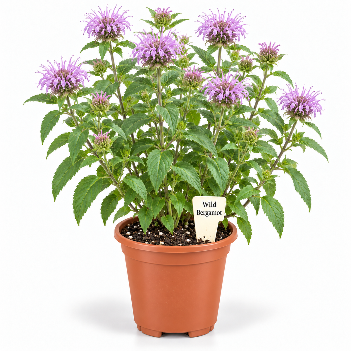 STARTER PLANT WILD BERGAMOT(Monarda fistulosa)