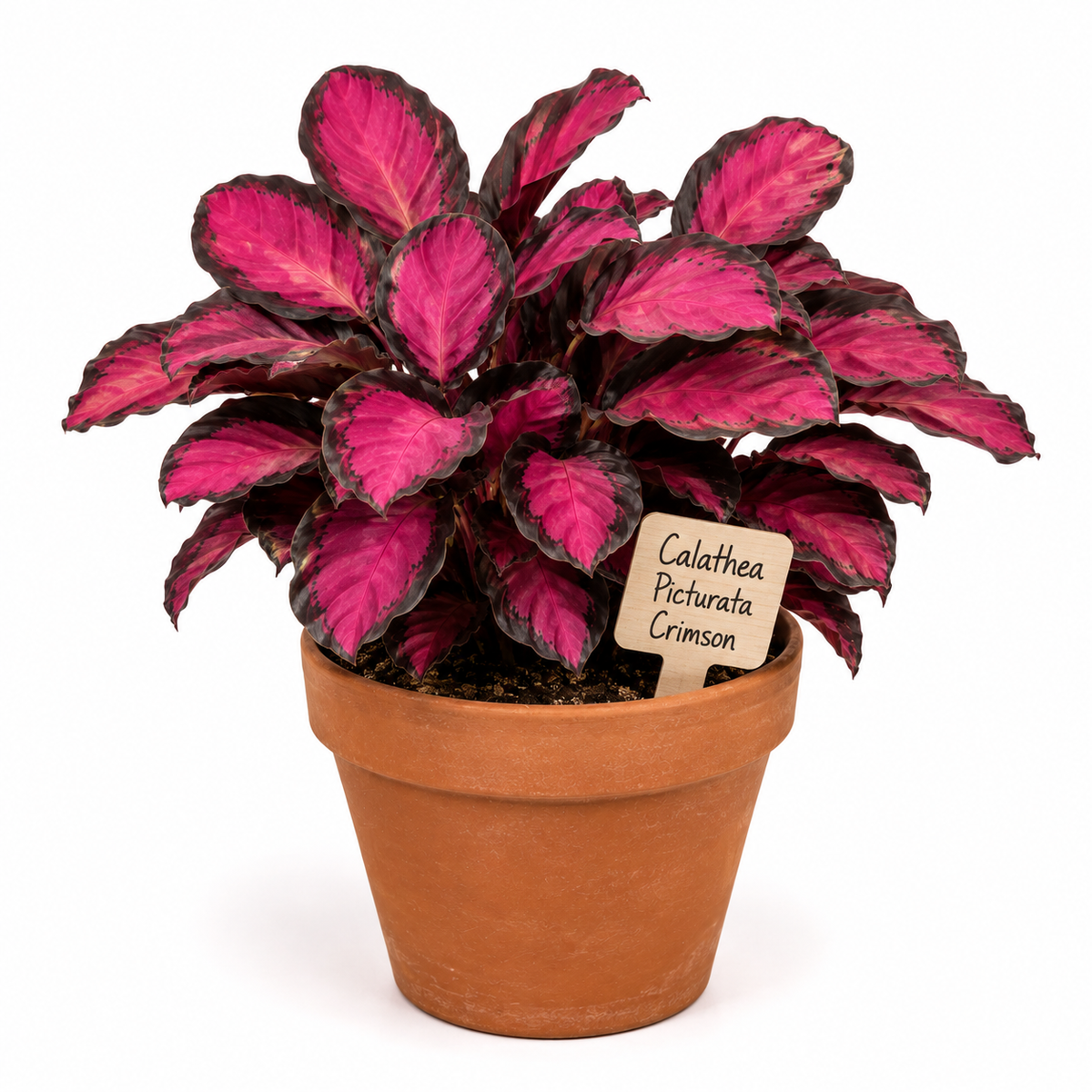 STARTER PLANT CALATHEA PICTURATA CRIMSON
