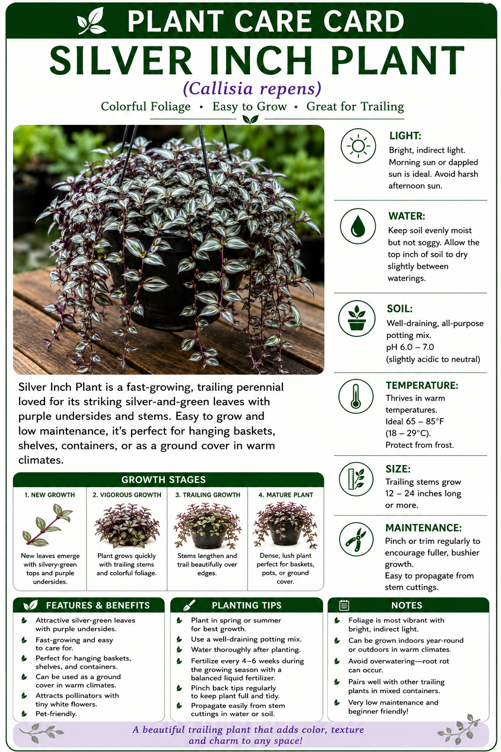 STARTER PLANT TRADESCANTIA ZEBRA