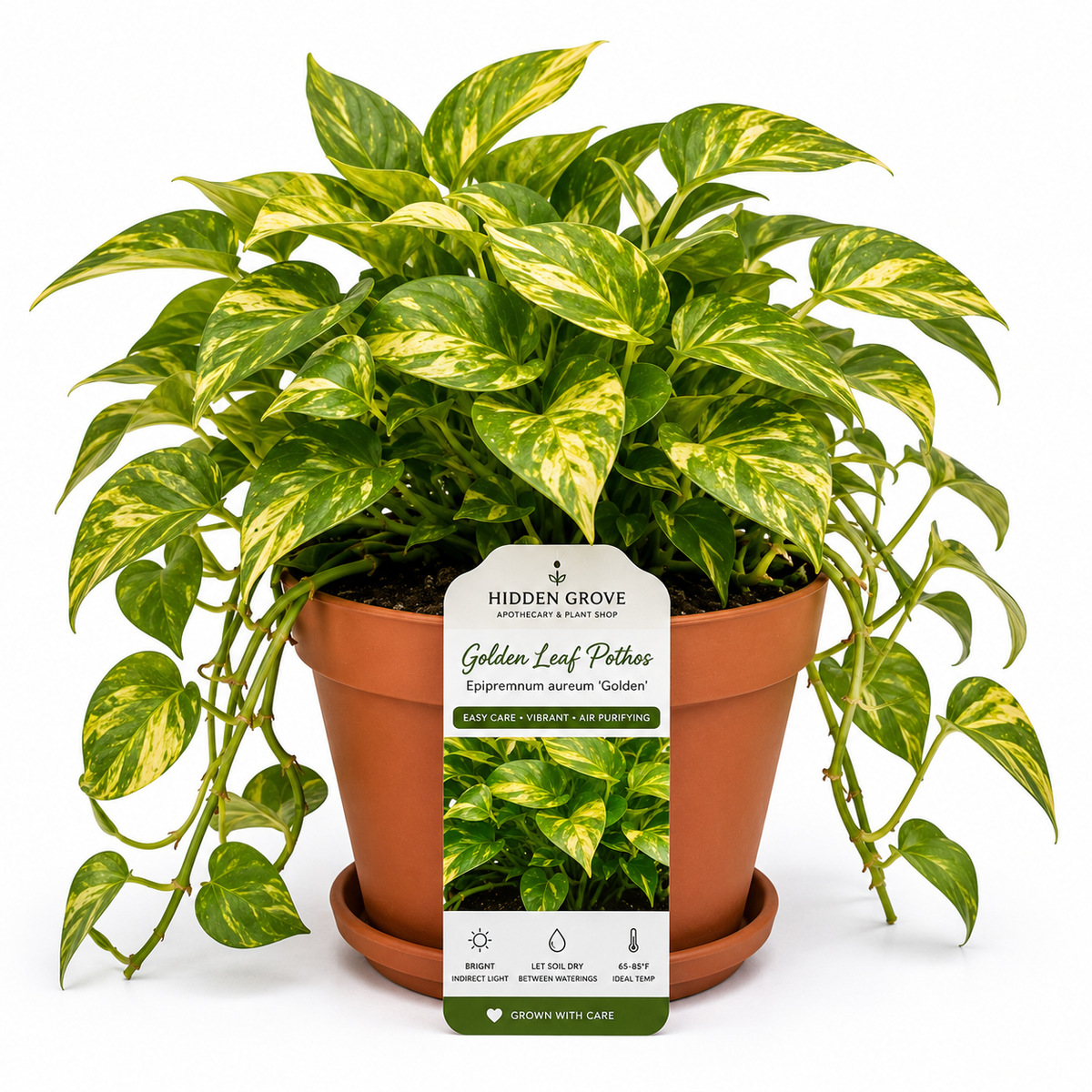 STARTER SINGLE LEAF VARIGAGTED GOLDEN LEAF PATHOS (Epipremnum aureum ‘Golden’)