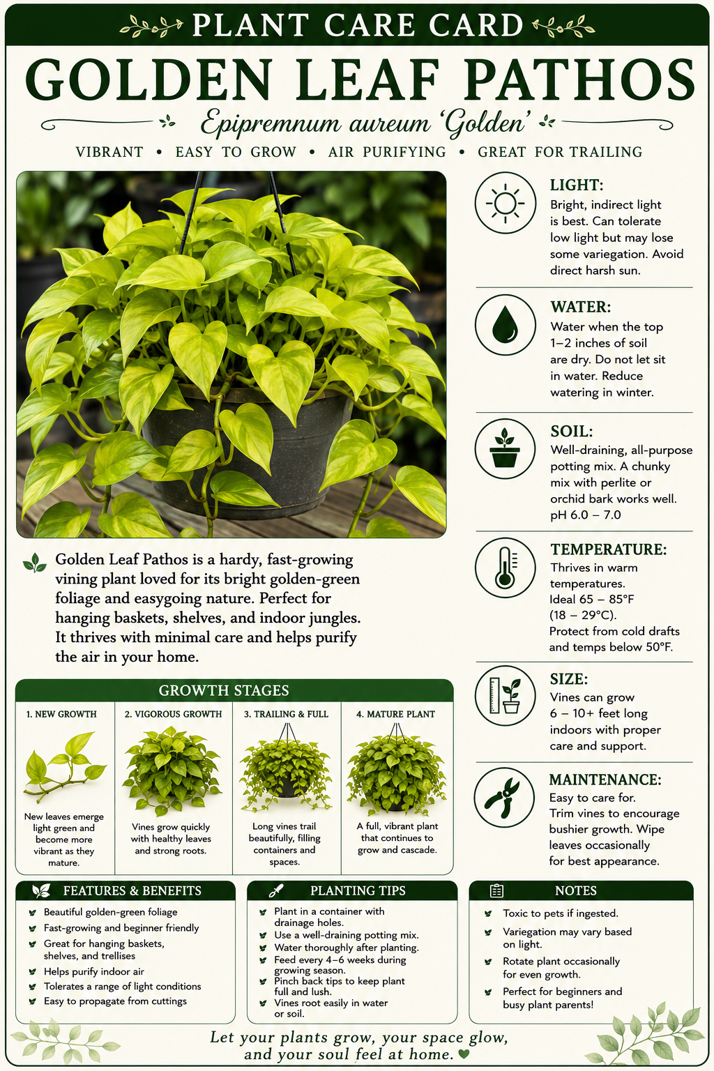 STARTER SINGLE LEAF VARIGAGTED GOLDEN LEAF PATHOS (Epipremnum aureum ‘Golden’)