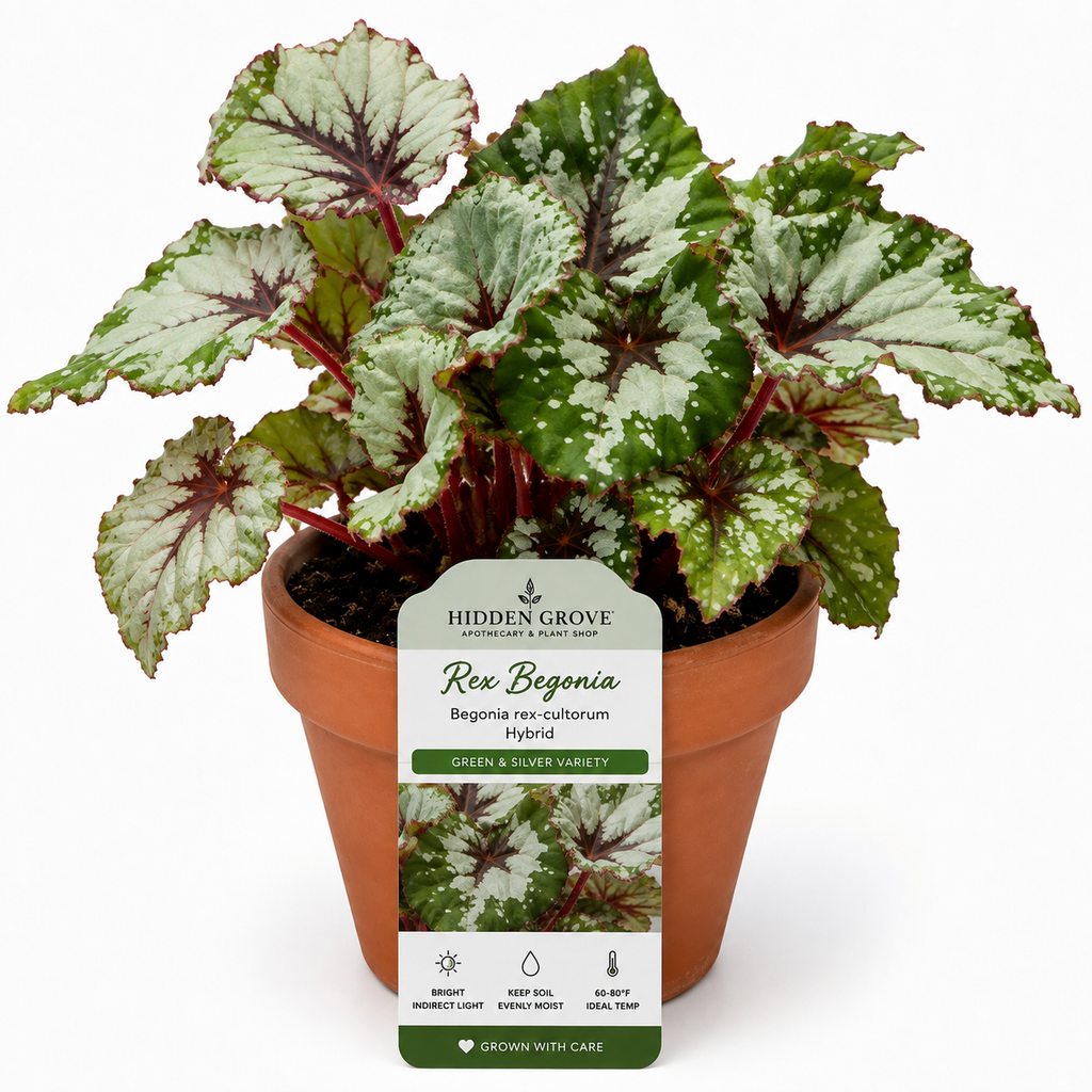 SILVER REX BEGONIA