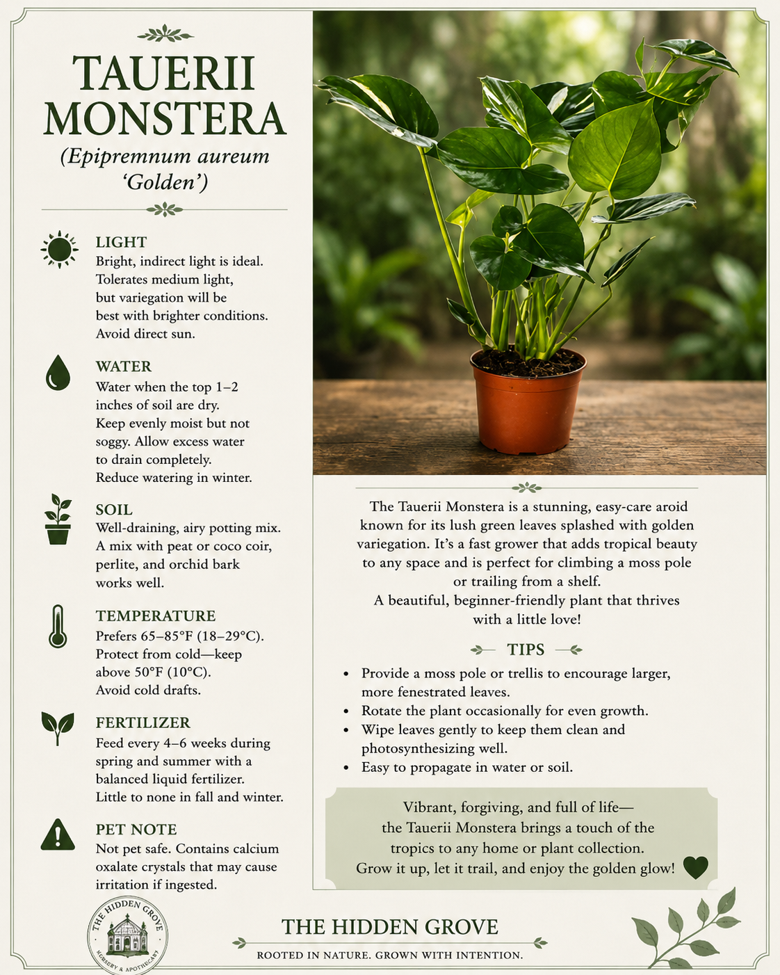STARTER PLANT TAUERII, MONSTERA