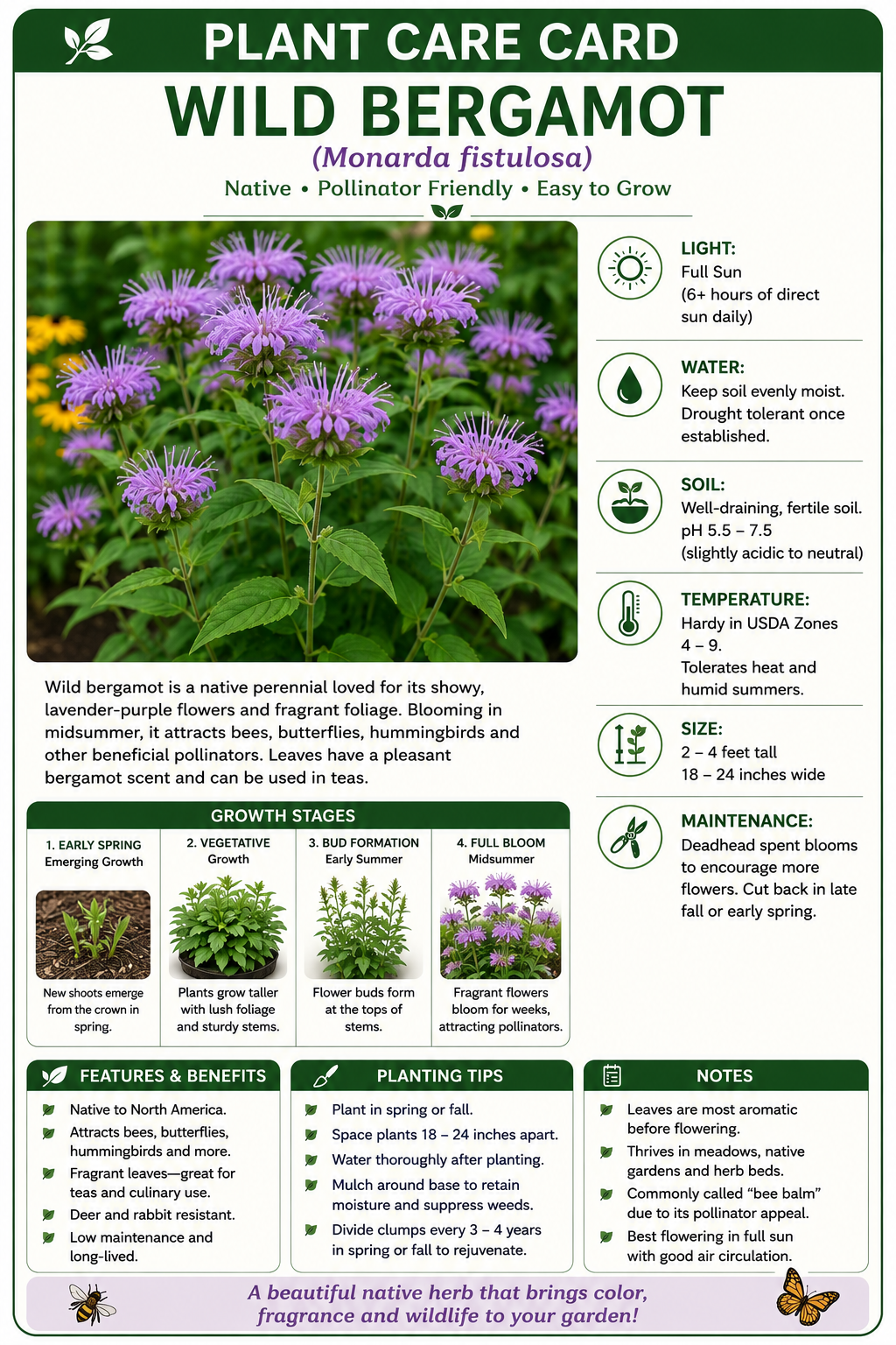 STARTER PLANT WILD BERGAMOT(Monarda fistulosa)