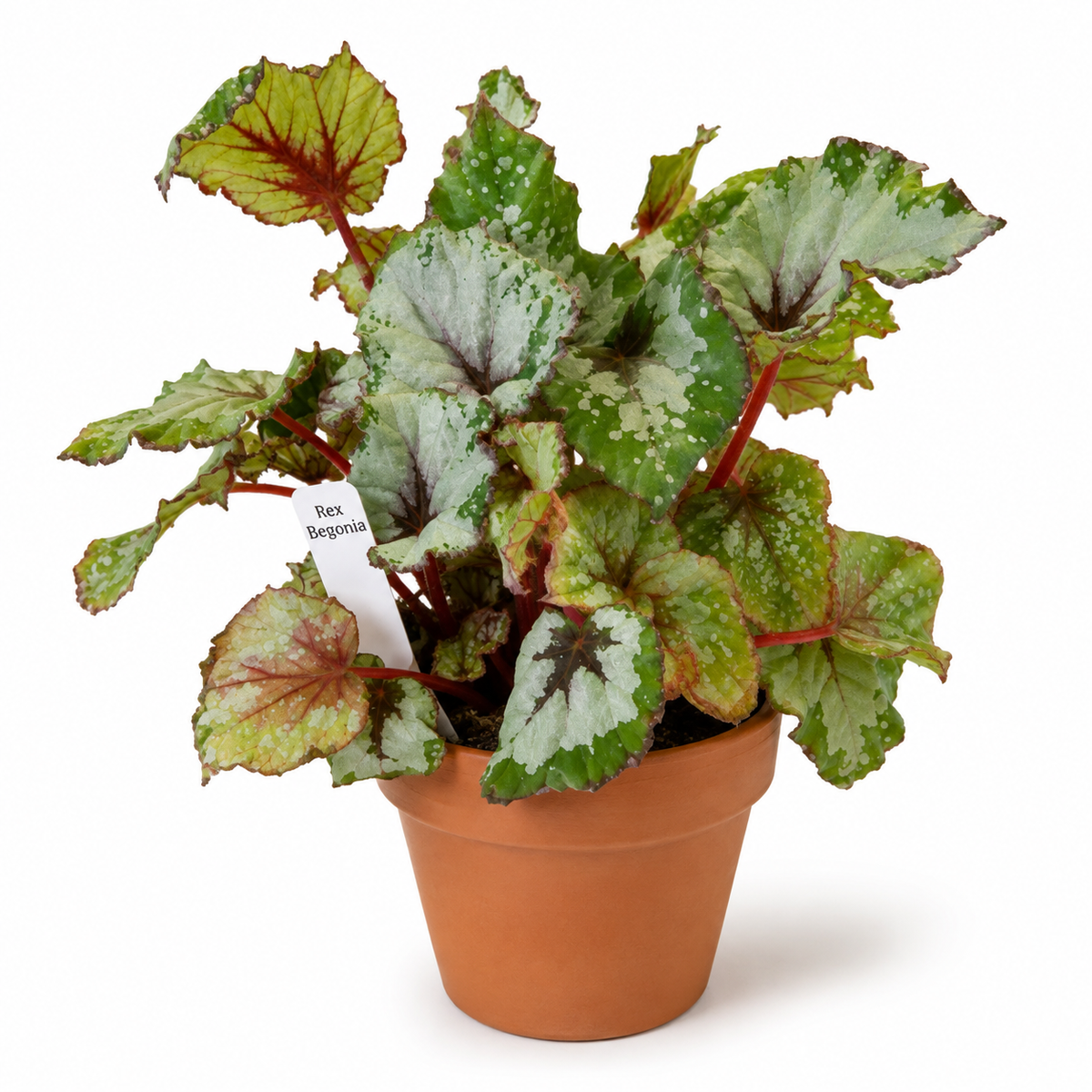 SILVER REX BEGONIA