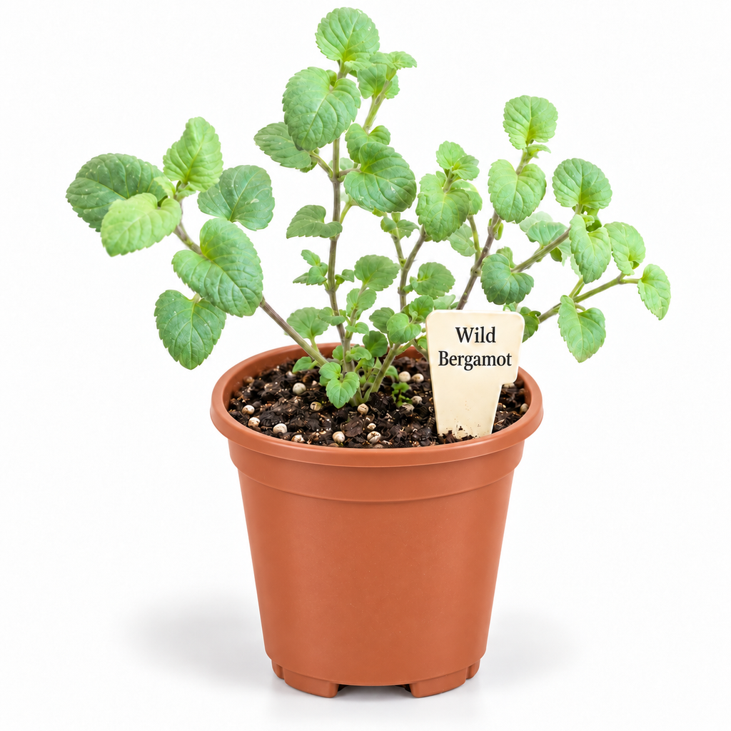 STARTER PLANT WILD BERGAMOT(Monarda fistulosa)