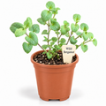 STARTER PLANT WILD BERGAMOT(Monarda fistulosa)