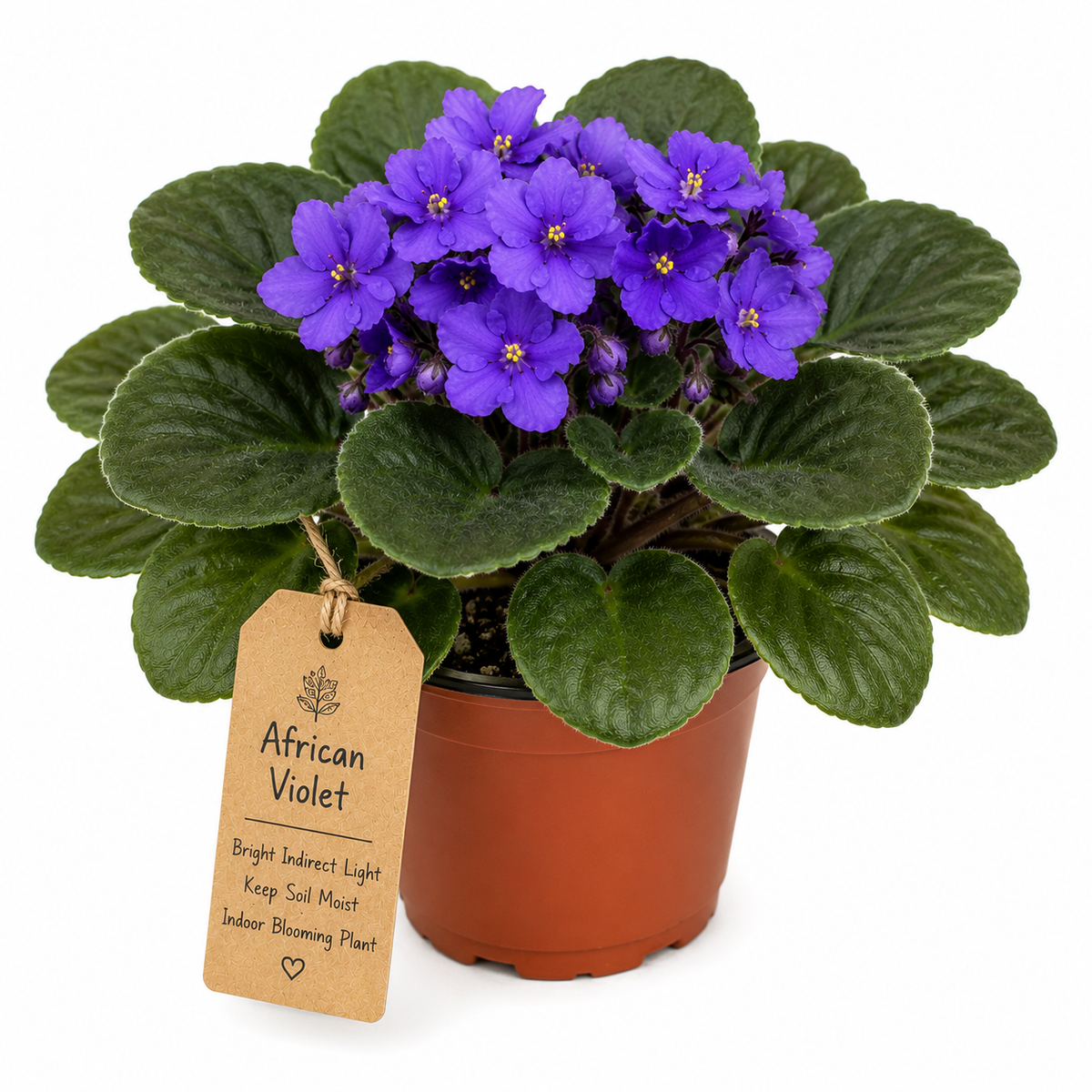 AFRICAN VIOLET