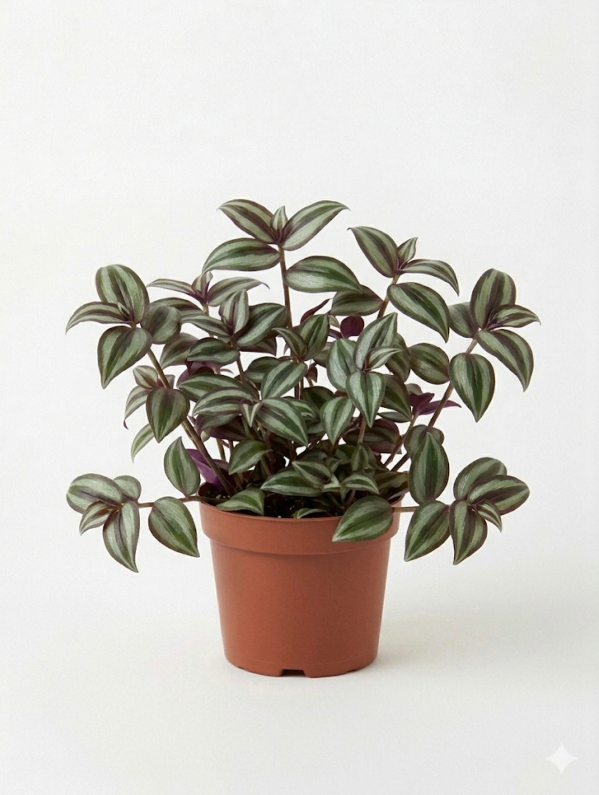 STARTER PLANT TRADESCANTIA ZEBRA