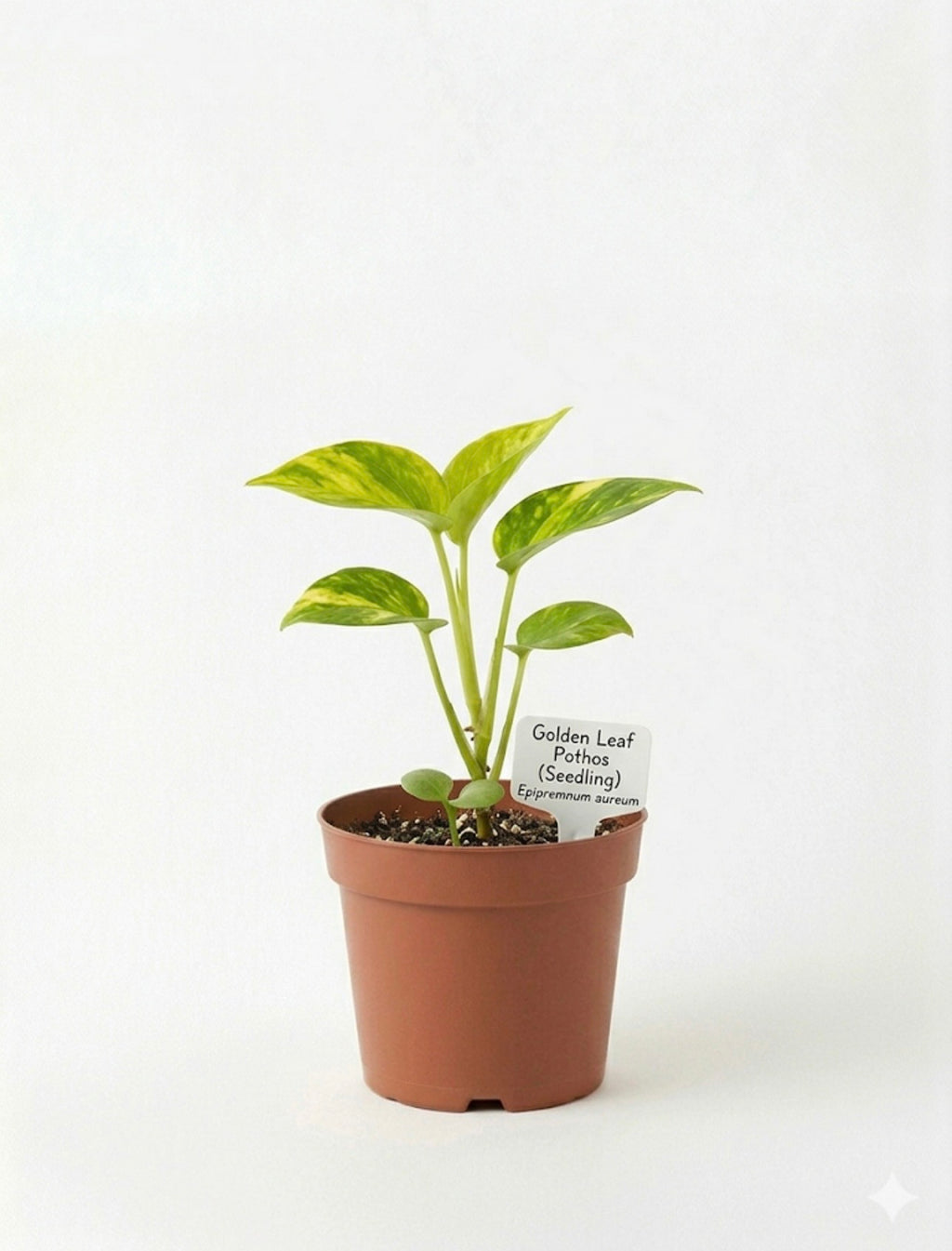 STARTER SINGLE LEAF VARIGAGTED GOLDEN LEAF PATHOS (Epipremnum aureum ‘Golden’)
