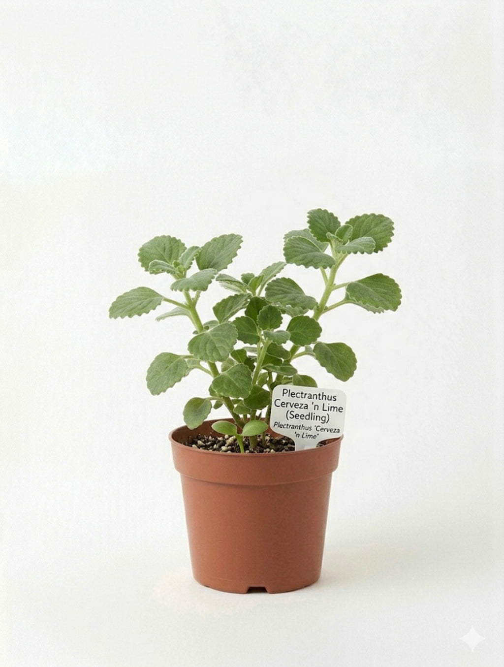STARTER PLECTRANTHUS 'CERVEZA 'N LIME'