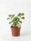 STARTER PLECTRANTHUS 'CERVEZA 'N LIME'