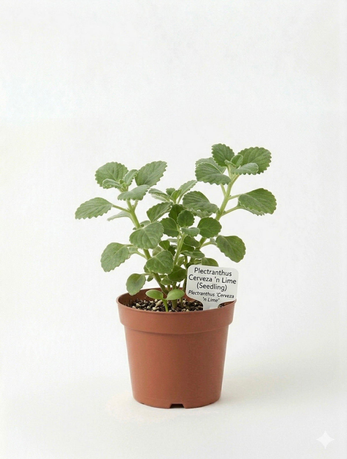 STARTER PLECTRANTHUS 'CERVEZA 'N LIME'