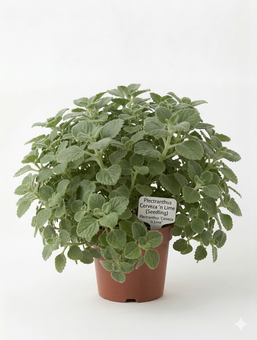 STARTER PLECTRANTHUS 'CERVEZA 'N LIME'