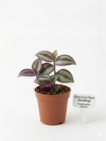 STARTER PLANT TRADESCANTIA ZEBRA