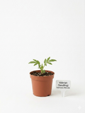 STARTER PLANT VALERIAN(Valeriana officinalis)