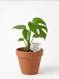 STARTER PLANT TAUERII, MONSTERA