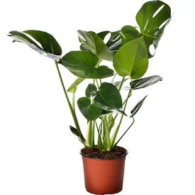 STARTER PLANT TAUERII, MONSTERA